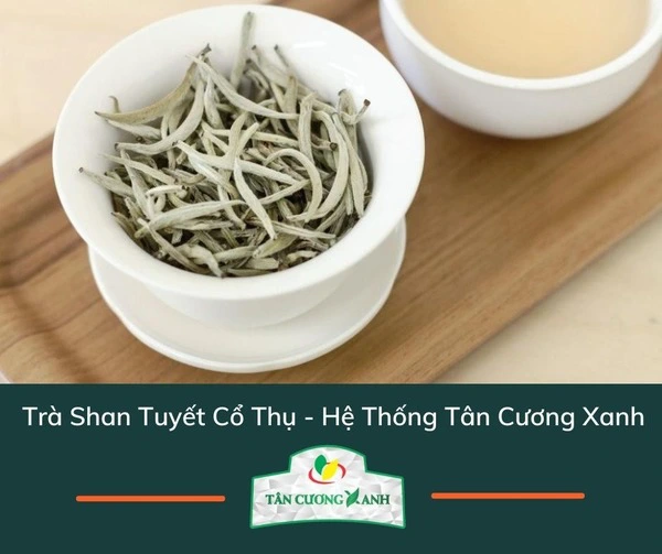 tra shan tuyet co thu tan cuong